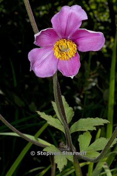 anemone tomentosa 4 graphic